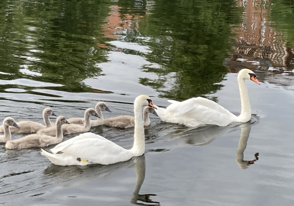 Schwanenfamilie im Krähenteich